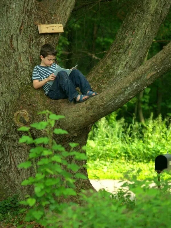 Tree sitter. Одно дерево. reading outside. sitting in a tree. reading outside cool photo.