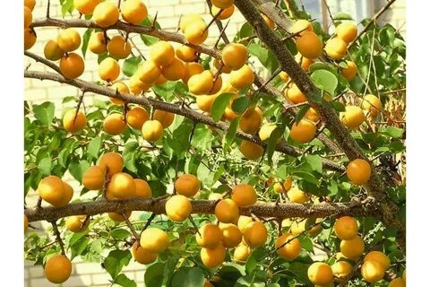 Где абрикос