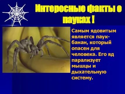 Паукообразные интересные факты