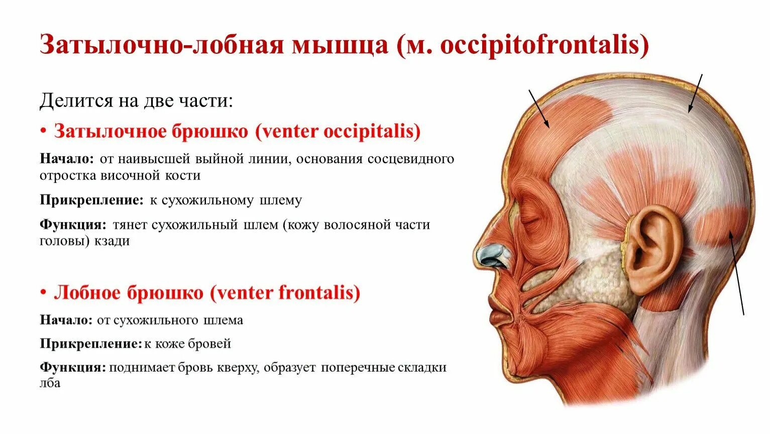 Массаж апоневроза головы