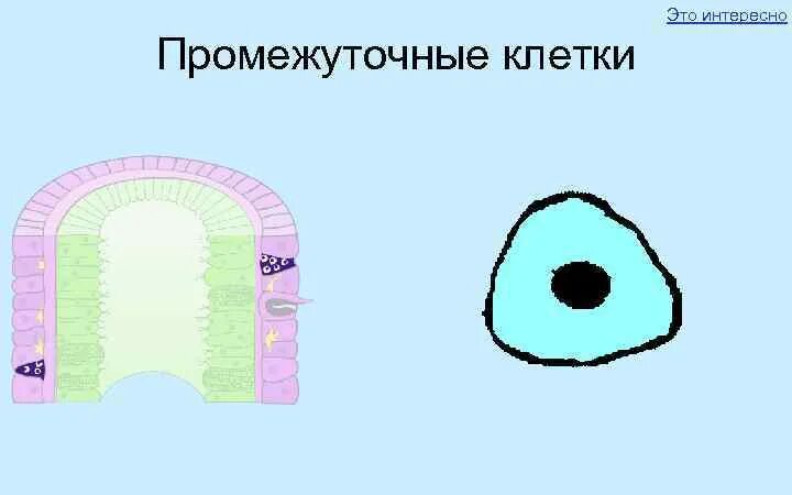 Промежуточные клетки что это. Промежуточные клетки что это. Строение промежуточной клетки эктодермы. Промежуточные клетки что это. Промежуточные клетки что это.