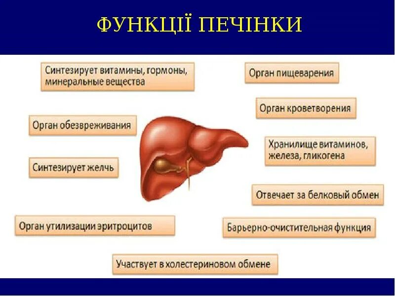 В печени происходит синтез. Функции печени в пищеварении. Роль печени в пищеварении. Функции печени Синтез. Печень синтезирует витамин с.