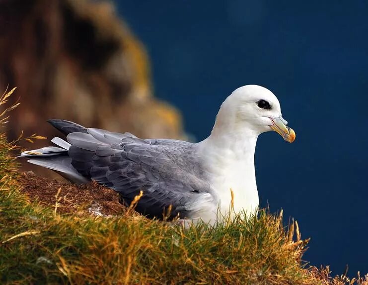 Птица глупыш. Глупыш Северный (Fulmarus glacialis). Буревестник глупыш. Глупыш птица. Буревестник глупыш птица.