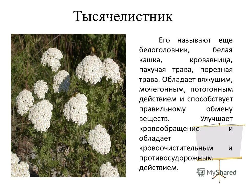 Сообщение о растении леса. Растения зимующие под снегом. Почему растениям нужен свет. Тысячелистник обыкновенный лекарственные растения. Сообщение на тему стебель.