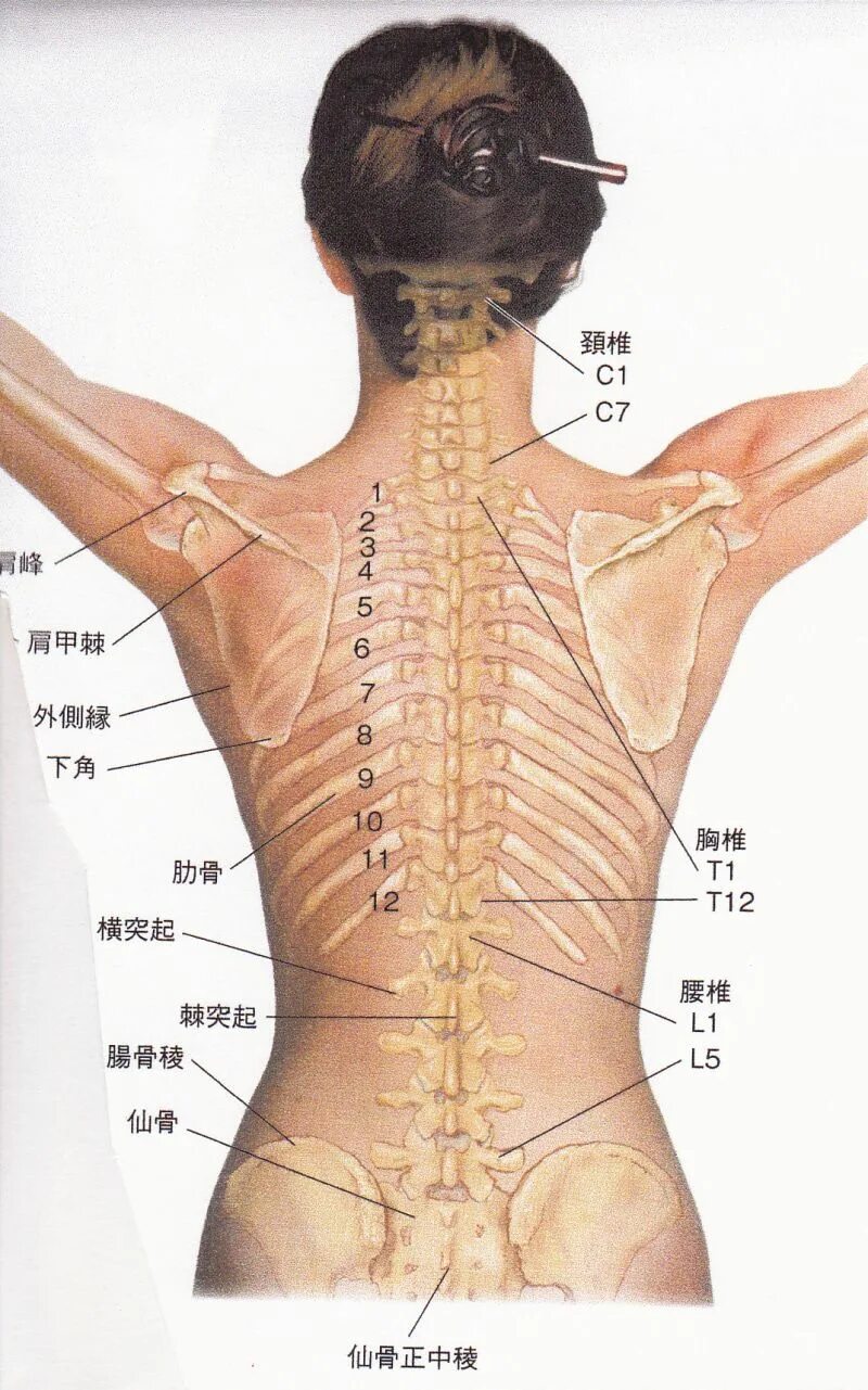 Проекция позвоночника. Зоны позвоночника. Проекция позвоночника на теле. Точки на позвоночнике.