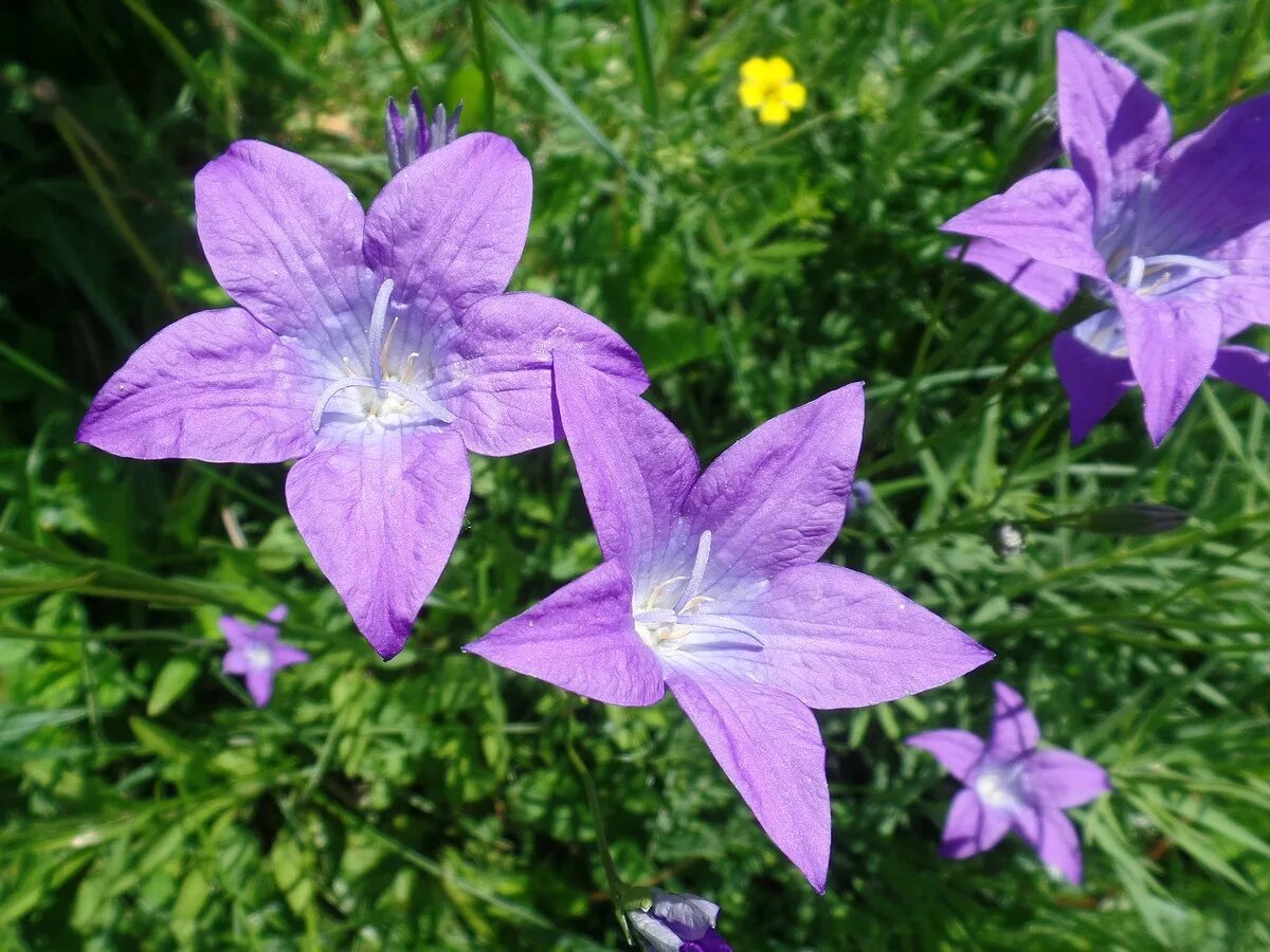 Campanula altaica. Колокольчик Алтайский красная. Колокольчик Алтайский растение. Колокольчик алтайский