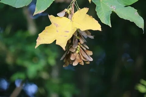 Клен листья семена
