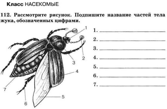 Биология тест класс насекомые. Карточка строение насекомых 1 класс. внешнее строение комара биология 7. внешнее строение насекомых. класс насекомые строение.