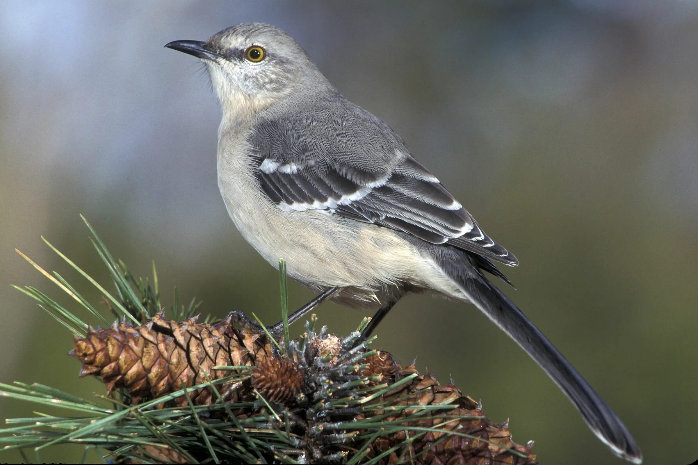 Дрозд пересмешник. Многоголосый пересмешник. Певчий пересмешник птица. Northern Mockingbird.