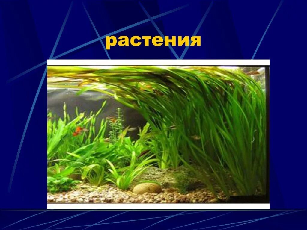 Аквариум как модель экосистемы практическая работа 2. Экосистема аквариума. Аквариум модель экосистемы. Искусственные экосистемы. Экосистема аквариума рисунок.