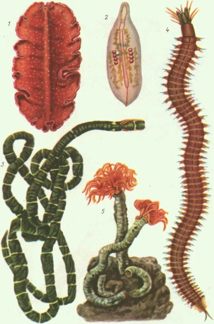 Кольчатые черви немертина. Ресничные черви многоклеточные. Кольчатые черви трубочник. Трубочник кольчатый червь.
