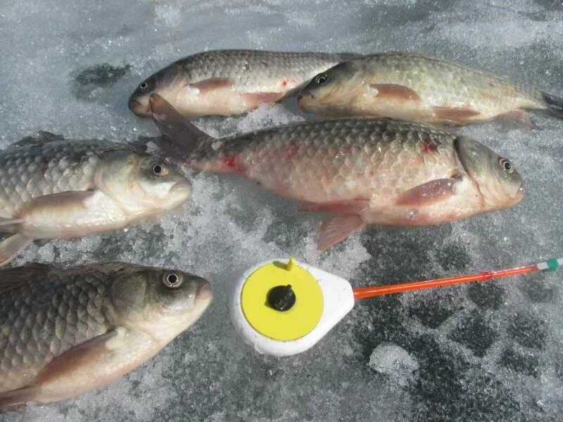 березники рыбацкие. берфорум рыбалка. берфишинг березники. берфорум рыбалка. где можно рыбачить рядом с гатчиной.