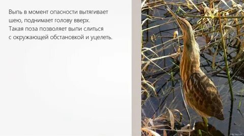 Выпь среда обитания