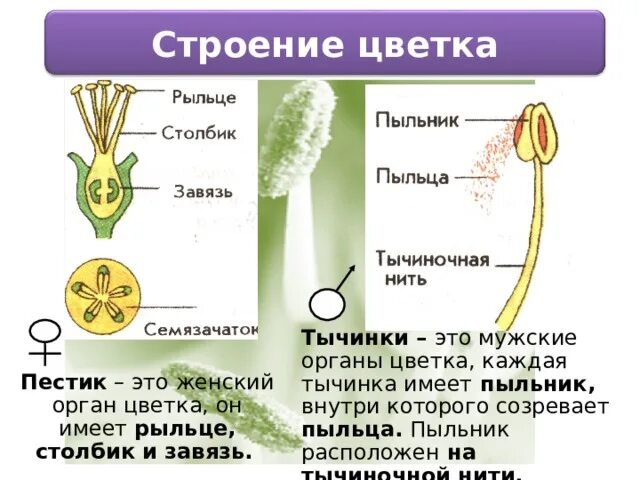 Цветки имеющие только пестики называют тычиночными