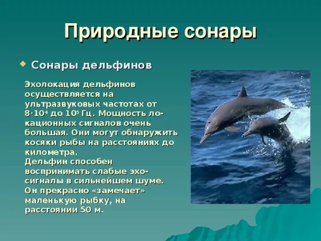 Проект 3 класс люди и дельфины Видеорассказ "Всемирный день китов и дельфинов" 2020, Орехово-Зуевский район д