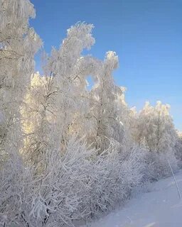 Леса в жемчужном инее