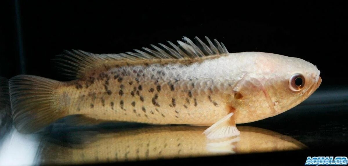 Рыба анабас (anabas testudineus). Анабас рыба ползун. Анабас ползун. Рыба ползун сканворд 6. Рыба ползун сканворд 6.