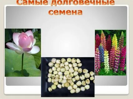 Самые самые семена