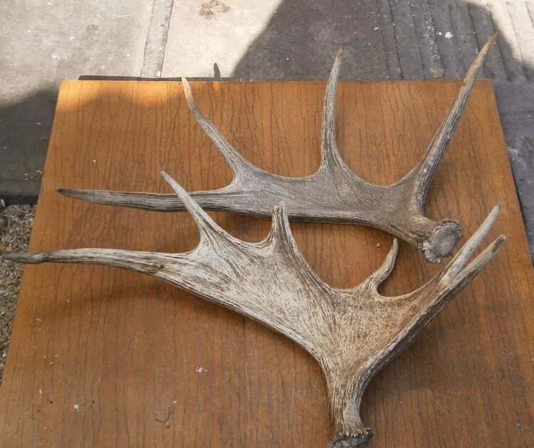 рога млекопитающих. мэнский лохтан черный. молодые рога лося. второго рога. антилопа козел.