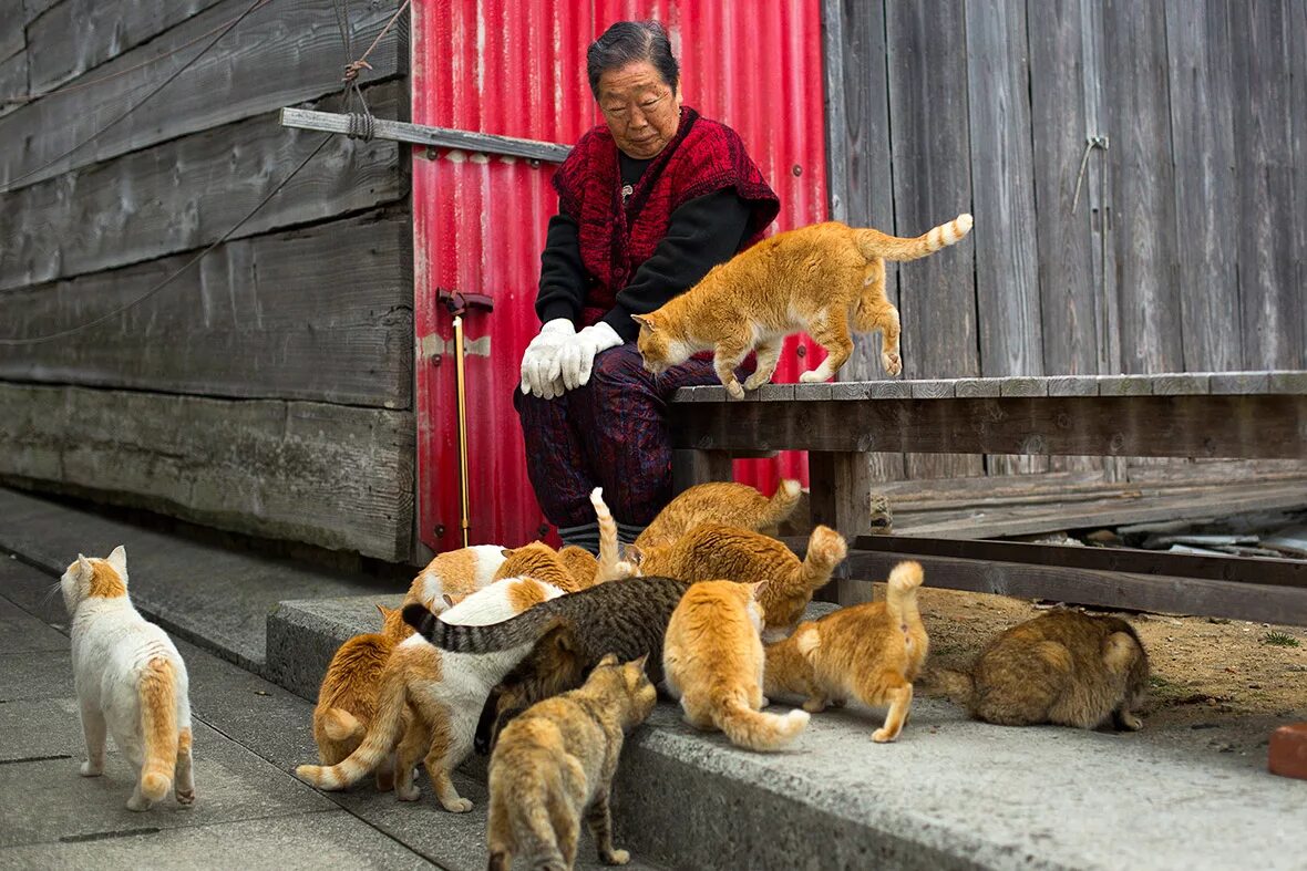 Фотографии японских кошек. Тасиро остров кошек. Аосима кошачий остров. Остров Тасиро остров кошек. Тасиро остров котов в Японии.