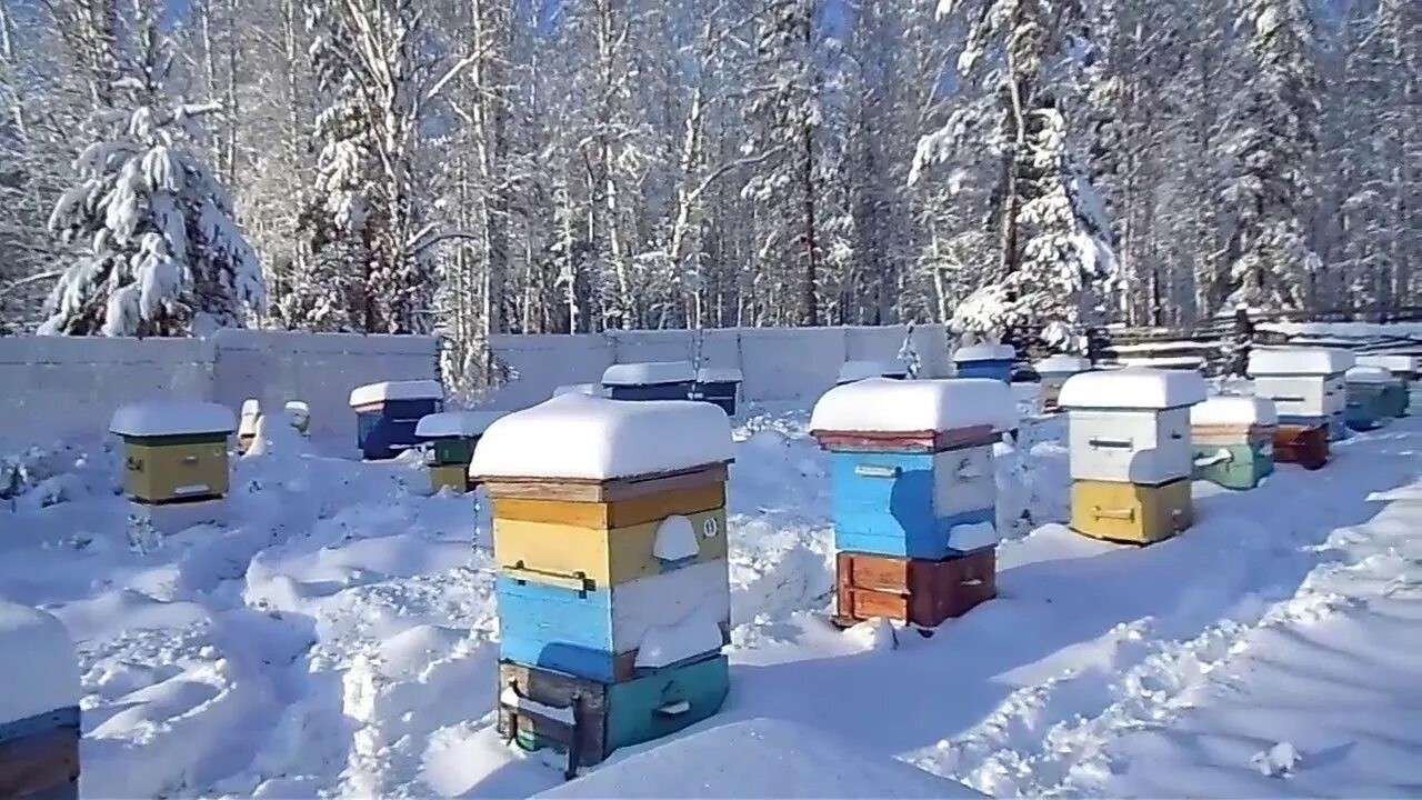 Температура улья пчел. Зимняя пасека. Ульи зимой. Зимний улей. Пчеловодство зимой.