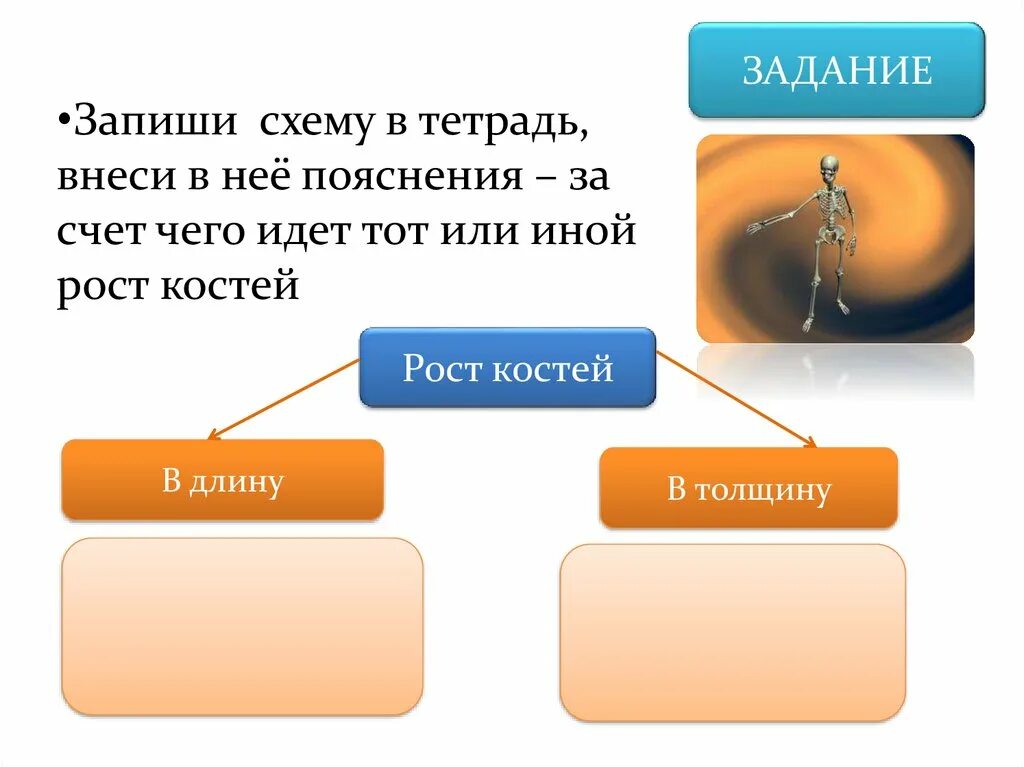 Что обеспечивает рост кости в длину. Рост кости в длину и толщину. рост костей в длину и толщину. рост кости в длину обеспечивается. за счет чего кость растет в длину.