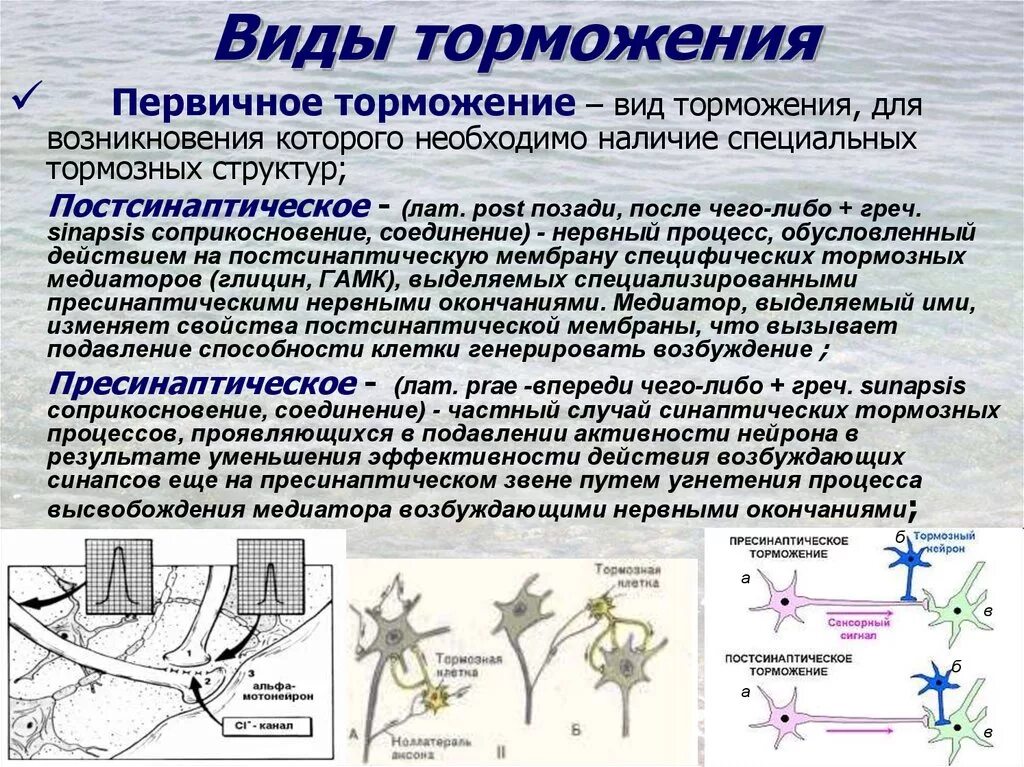 Процесс возбуждения нервных клеток. Постсинаптическое торможение в ЦНС физиология. Пресинаптическое торможение в ЦНС физиология. Первичное торможение. Первичное торможение в ЦНС физиология.