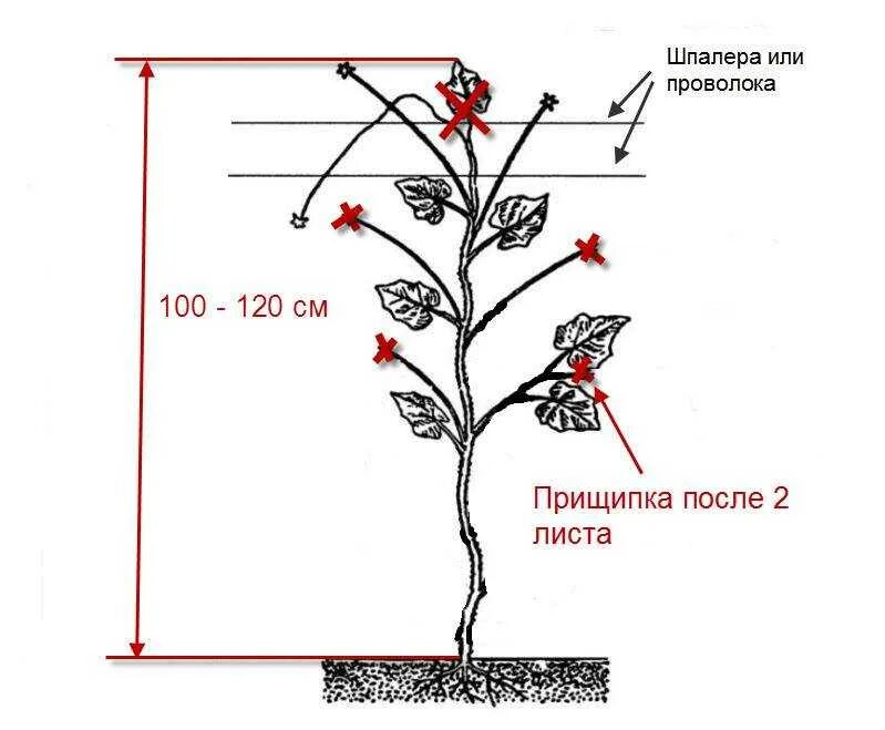 Нужно ли обрывать первые цветы. Огурцы схема прищипывания. Схема пасынкования перца. Схема пасынкования огурцов в открытом грунте. Прищипывать огурцы схема.