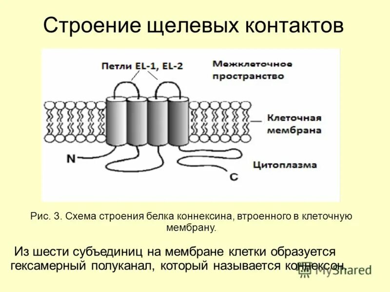 Рибосомы рисунок. Рибосома строение мембрана. Состоит из двух субъединиц имеет мембрану. Состоит из двух субъединиц имеет мембрану. Рибосома малая и большая субъединица.