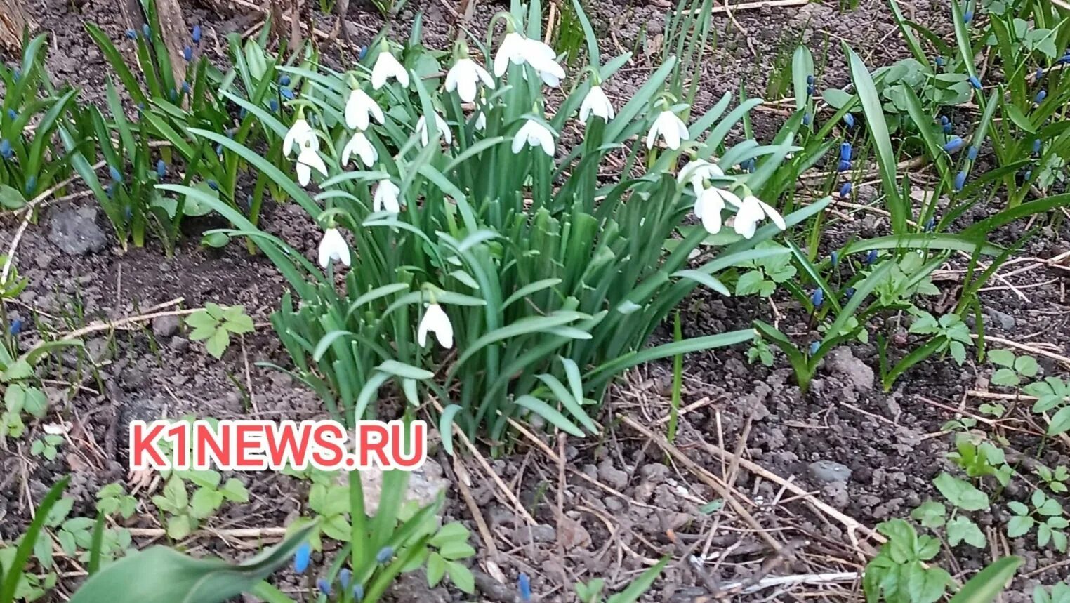 Подснежник дата. Праздник подснежников. всемирный день подснежника. 19 апреля день рождения подснежника. подснежник распущенный.