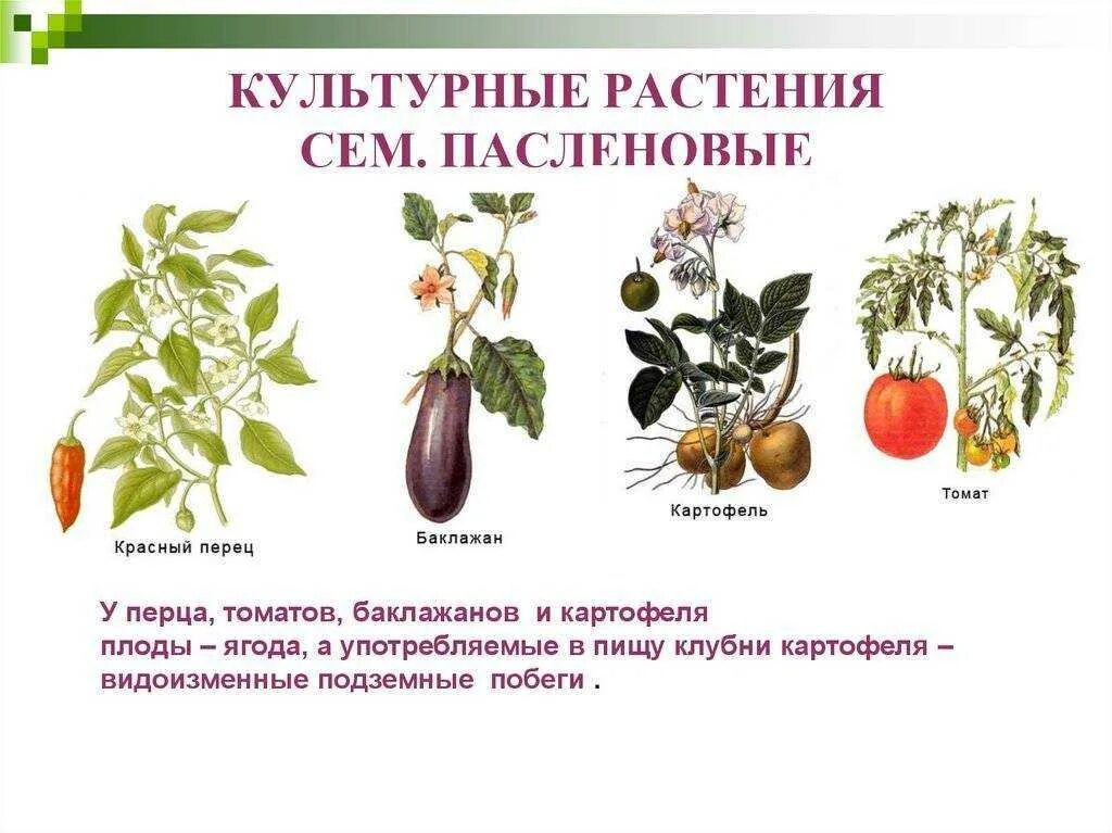 Семейство пасленовые кустарники. Семейство пасленовые. Растения семейства пасленовых. Семейство пасленовые представители декоративные. Цветы растений семейства паслёновых.