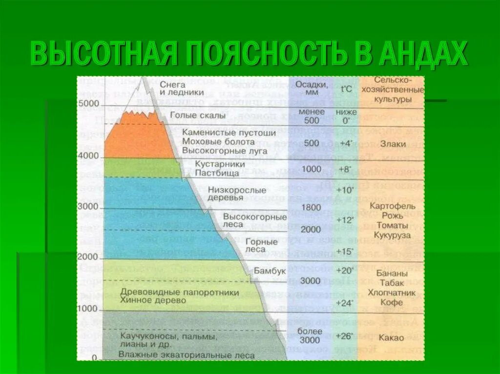 Альпийская Высотная поясность. Высотная поясность в Андах. Высотная поясность горы Аконкагуа. Природные зоны гор алтая таблица