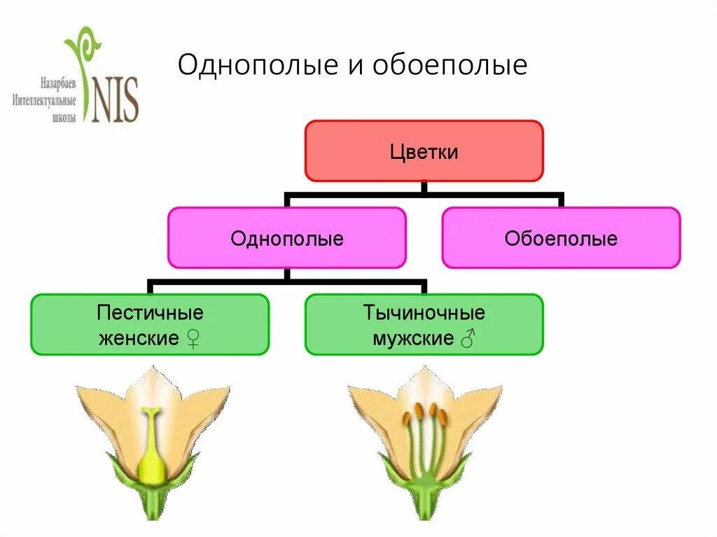 Цветение и опыление. Цветение и опыление