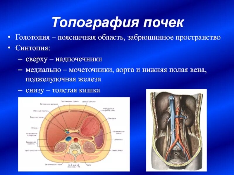 Синтопия мочеточника. Топография почек вид спереди. Забрюшинное пространство почки топографическая анатомия. Топография мочеточников синтопия. Топография почки скелетотопия.