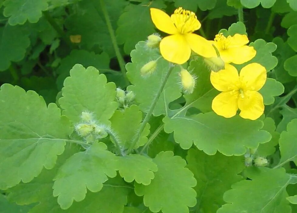 Заготавливаем чистотел. Chelidonium majus. Чистотел Луговой. Чистотел бородавник. Дикий чистотел.