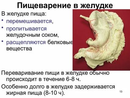 Какие процессы пищеварения происходят в желудке