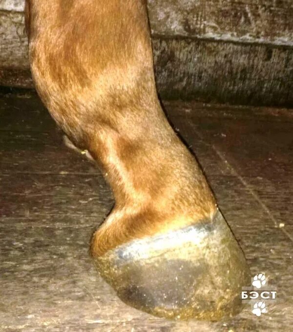 лошадь отек ноги