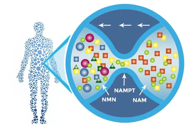 Nmn. NMN ДНК. NMN Япония. NMN Now.