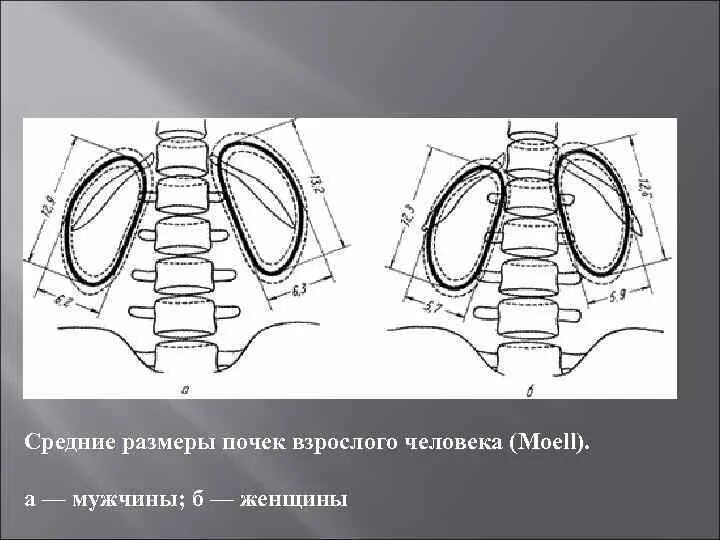 Размер почек у взрослых мужчин. Размеры почек в норме. Размер почки взрослого человека. Размер почек у взрослых в норме.