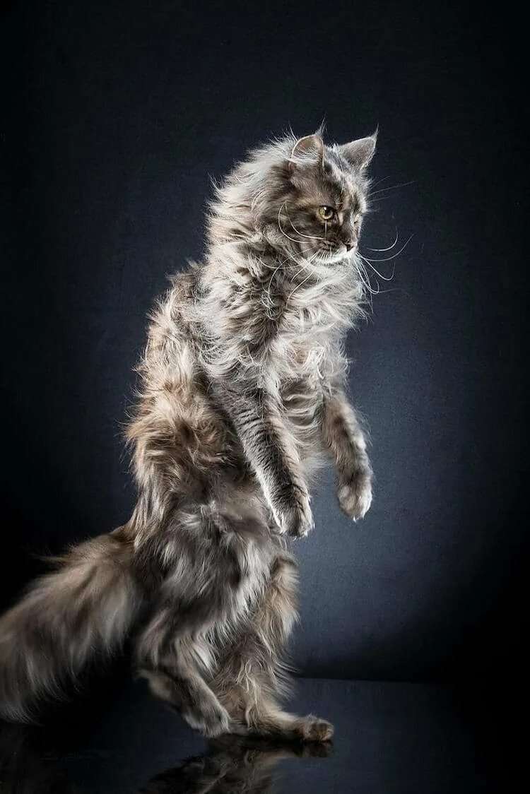 Кот стоит спиной