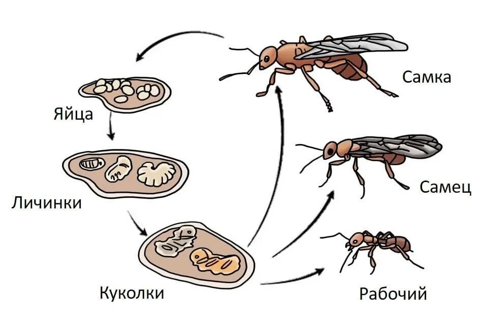 Жизненный цикл муравья. Цикл жизни муравья. Муравьи яйца личинки куколки. Личинка муравья жнеца.