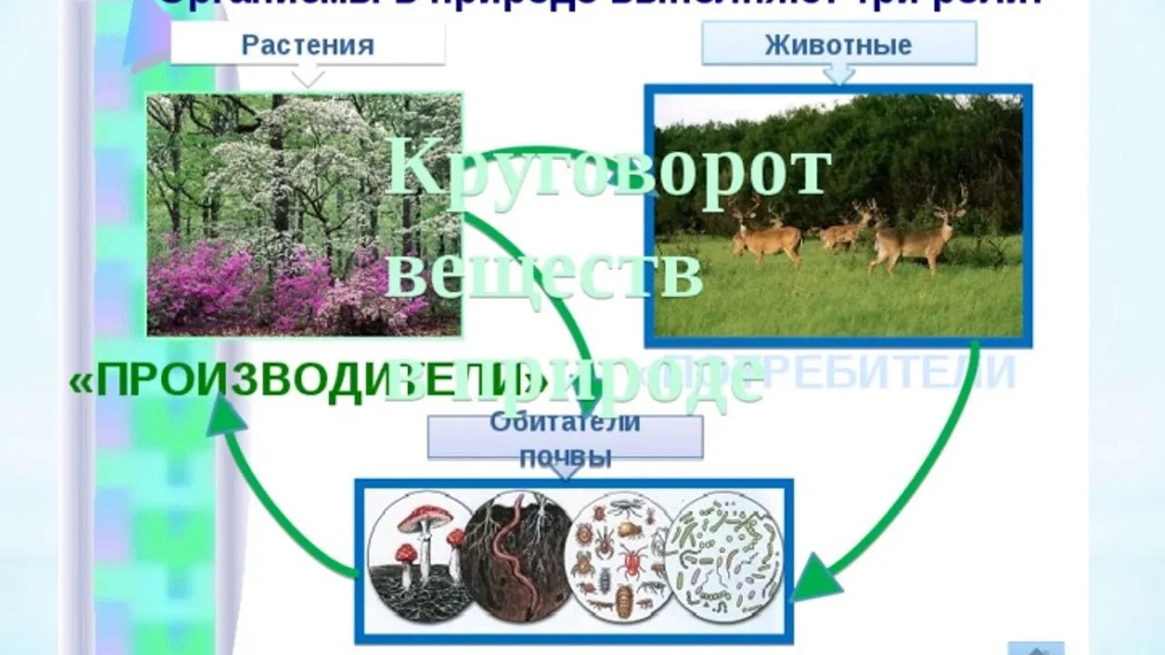 Природные сообщества. Производители в природном сообществе. Схема природного сообщества 5 класс. Природные сообщества растений. Организмы производители 3