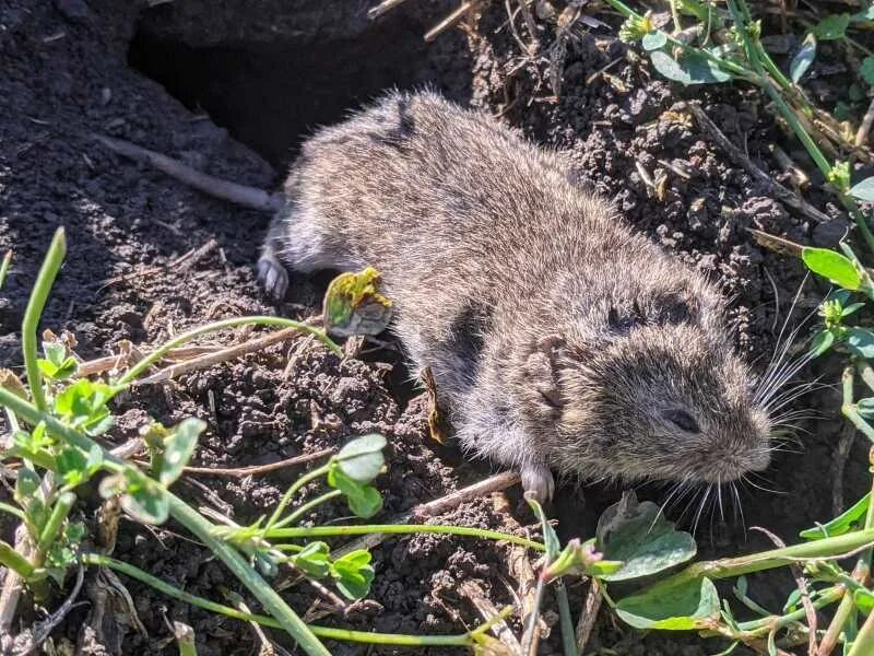 Мышевидные Грызуны Измайловского парка. Грызуны Кубани. Мышевидные Грызуны на озимых. Грызуны Карелии мышевидные.