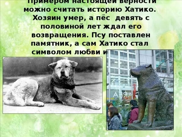 Рассказы о преданности животных