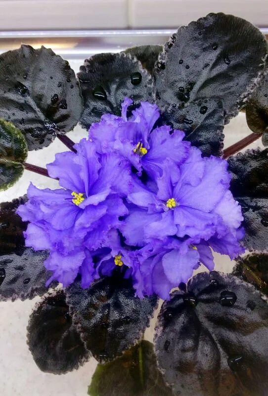 Фиалка подарок на рождество. Фиалка блю мираж. Фиалка подарок для любимого. Сорт фиалки ек кураж. Фиалка расплетало лето косы.