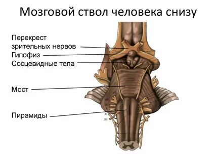 Перекрест пирамид латынь