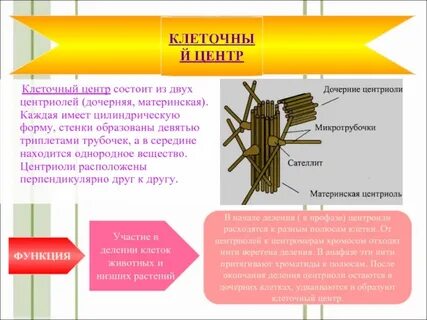 Клеточный центр вещество