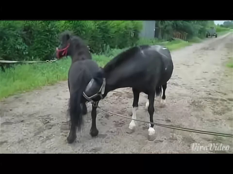 Спаривание лошадей с пони. Лошадь спаривается с пони. Конь и пони спаривание. Осел и лошадь пони. Спаривание пони