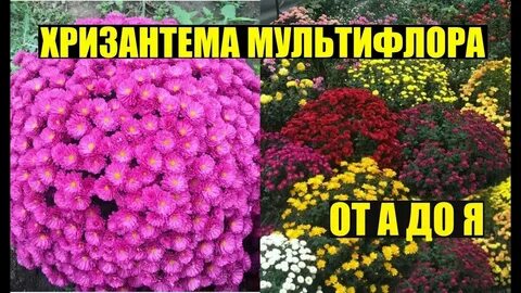 Чем подкормить хризантемы