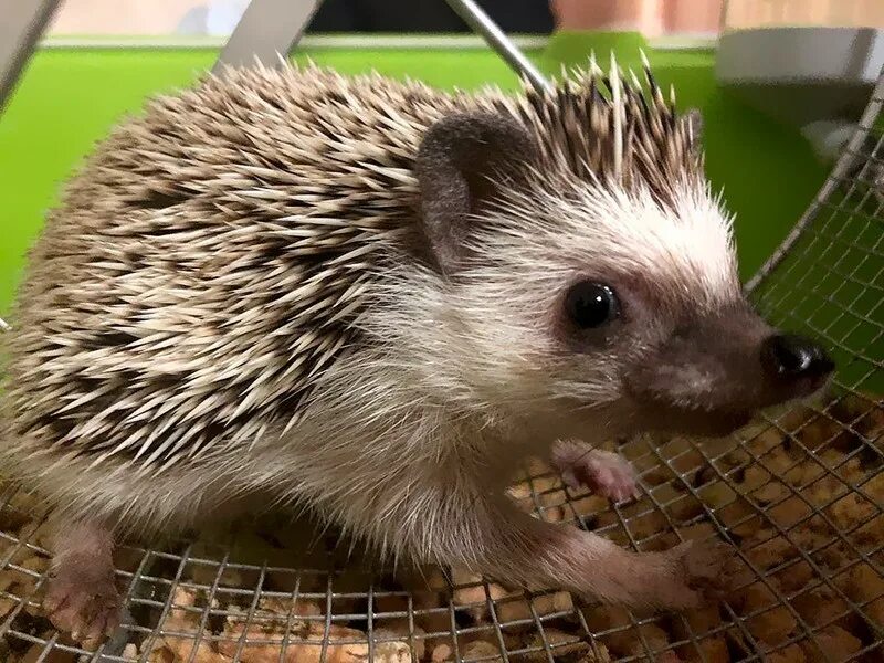 Африканский карликовый еж домик. Африканский карликовый еж. Карликовый белобрюхий еж домашний. Карликовый декоративный африканский еж. Условия африканских ежиков.